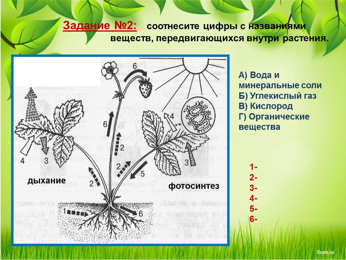 Растений под цифрой 6. Передвижение веществ внутри растения. Какие вещества передвигаются внутри растений. Выясните какие вещества передвигаются внутри растений. Вещества передвигаются в растении в процессе обмена веществ.