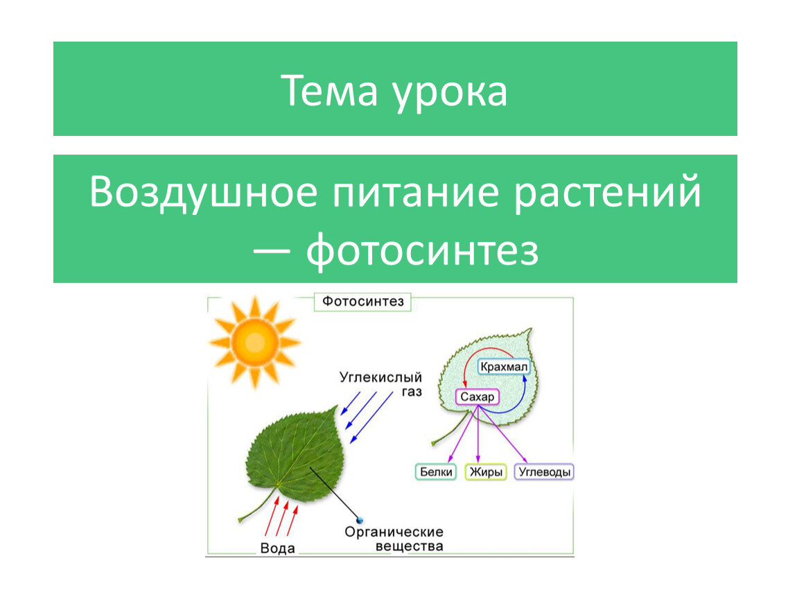 Часть растения необходимая для фотосинтеза. Воздушное питание растений фотосинтез. Биология 6 класс воздушное питание растений фотосинтез. Воздушное питание фотосинтез биология 6. Биология 6 класс питание и фотосинтез.