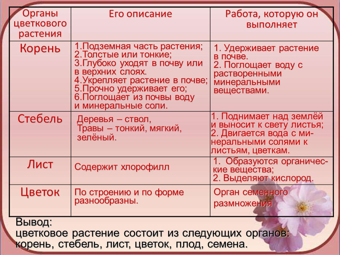 Презентация к уроку биологии 