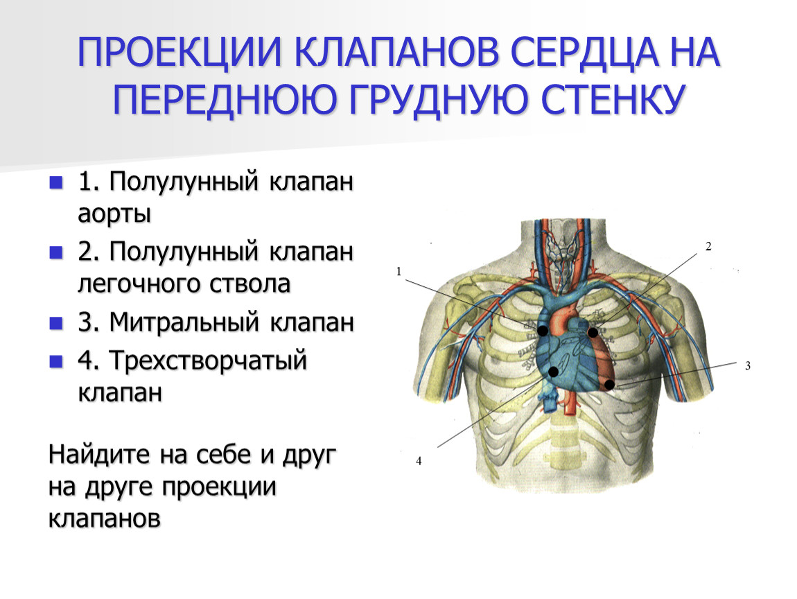 Клапаны сердца на грудной клетке. Проекция клапана легочного ствола. Проекция клапанов сердца на грудную стенку. Проекция границ и клапанов сердца на переднюю грудную стенку. Топография клапанов сердца на переднюю грудную стенку.