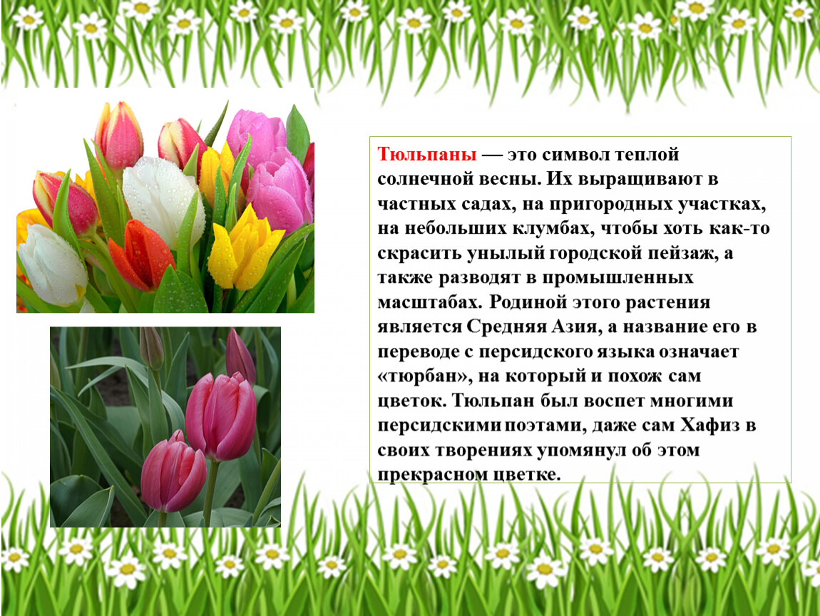 Тюльпаны это символ. Тюльпан символ. Говорящие названия растений. Проект говорящее название цветов.