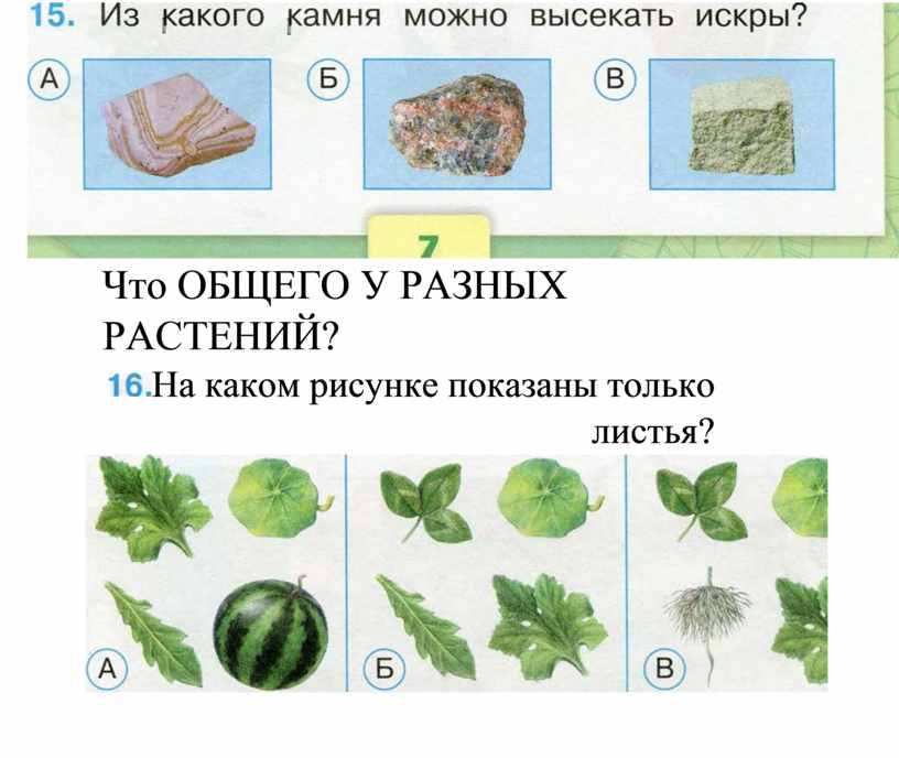 Презентация 1 класс окружающий мир что общего у разных растений 1 класс