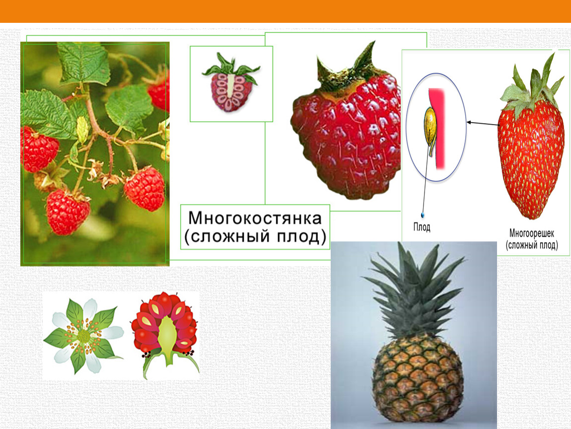 Контрольная по биологии 6 класс плод