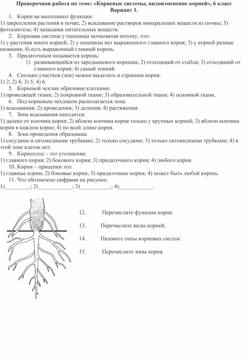 Проверочная работа по теме: «Корневые системы, видоизменение корней», 6  класс