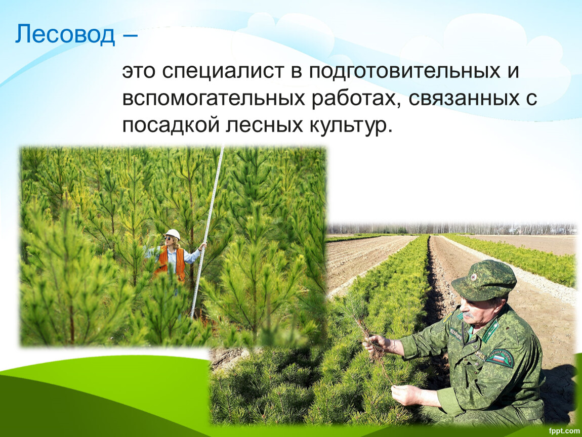 Лесовод это. Лесовод. Кто такой Лесовод. Растения как объект технологии. Техники лесоводы.