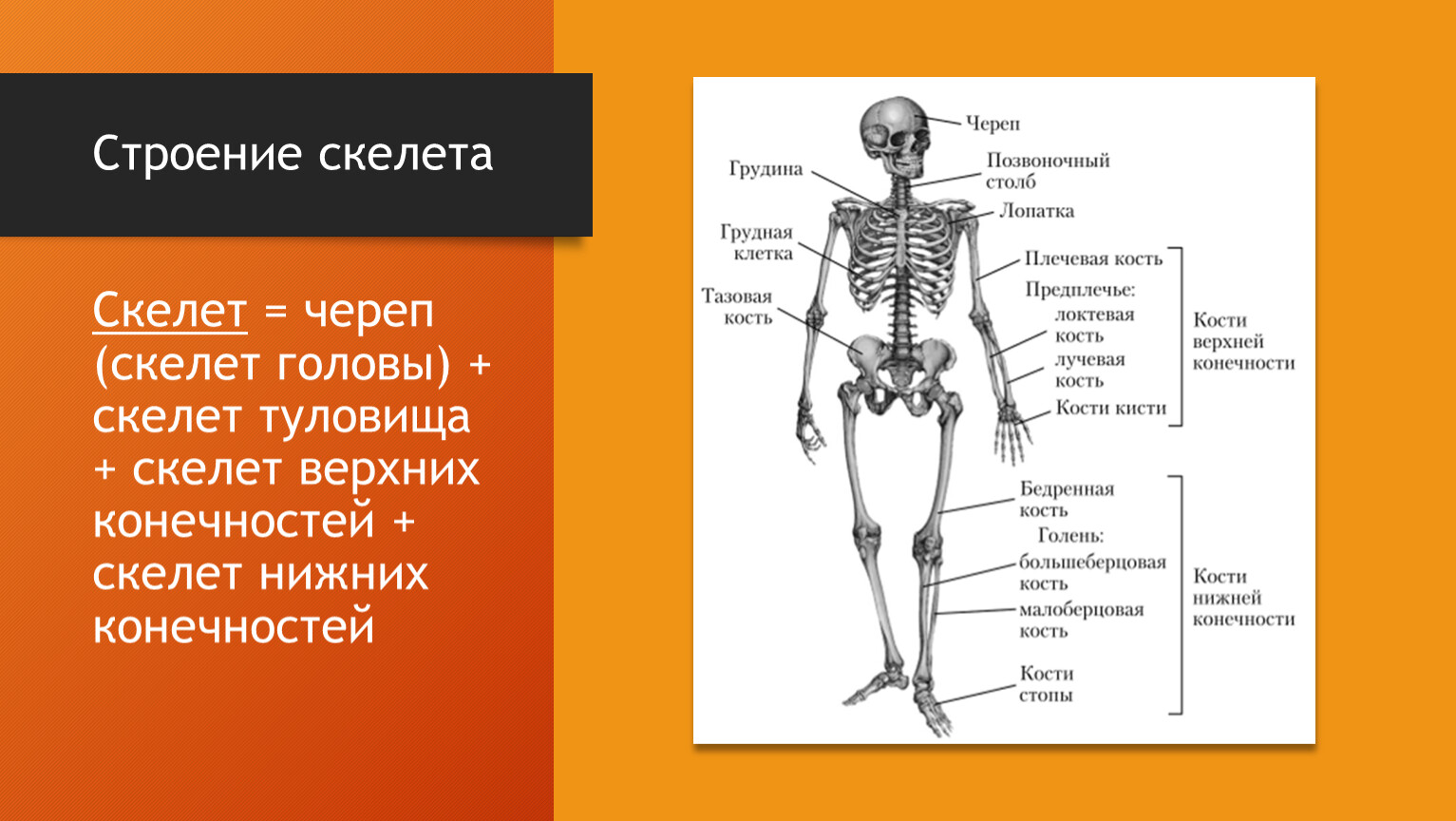 Опорно двигательная система кости скелета