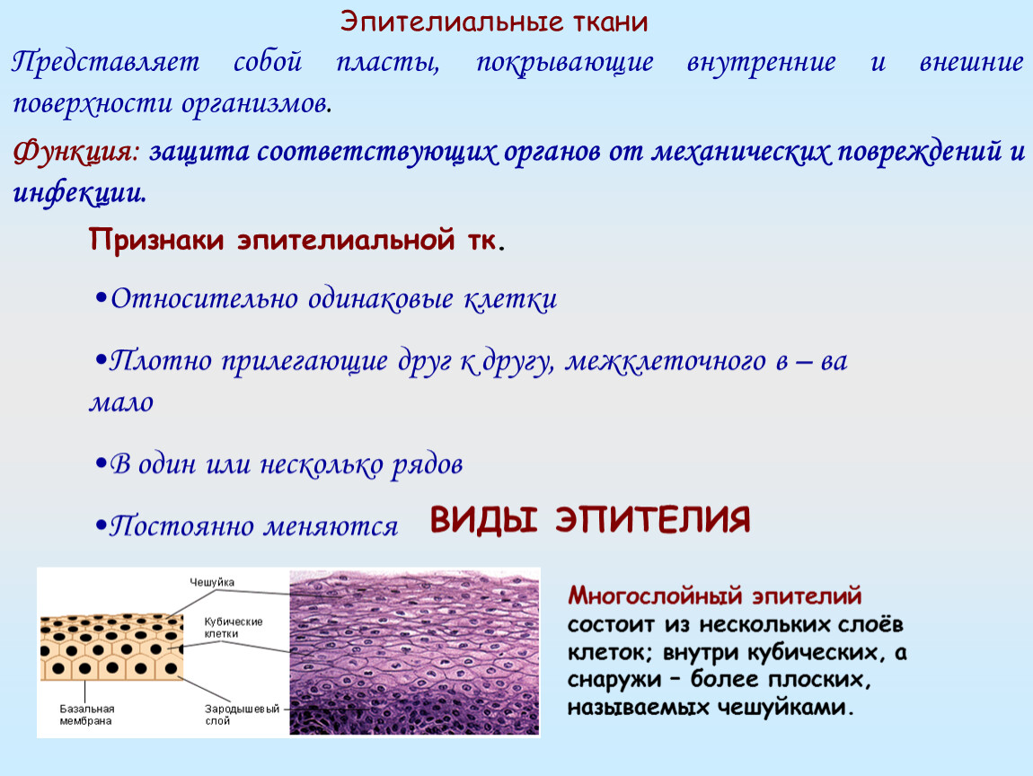 Эпителиальная ткань функции. Эпителиальная ткани структура организма. Эпителиальная ткань функция ткани. Защитная функция эпителиальной ткани. Пласты клеток эпителиальной ткани это.