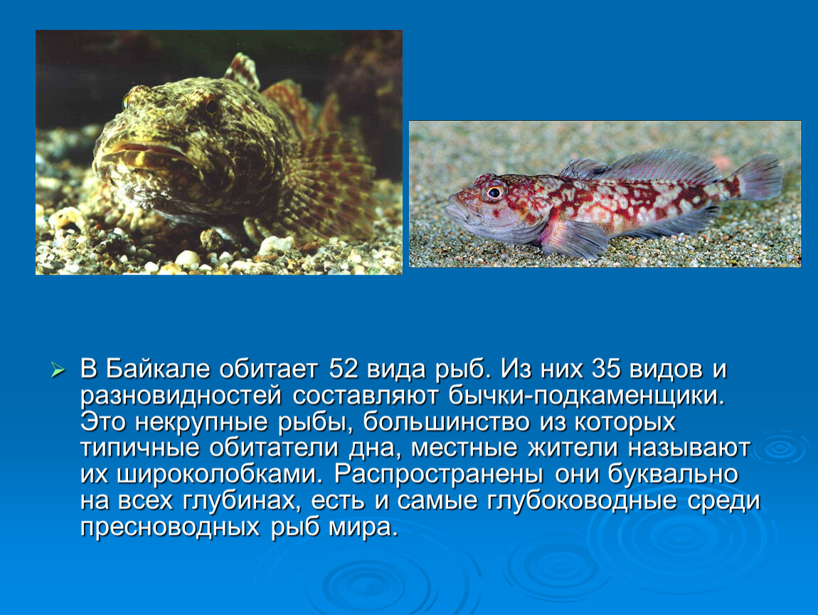 В озере байкал водится рыба. Рыбы обитающие в Байкале. Что обитает на Байкале. Опасные рыбы Байкала. Рыбы обитающие в озере Байкал.