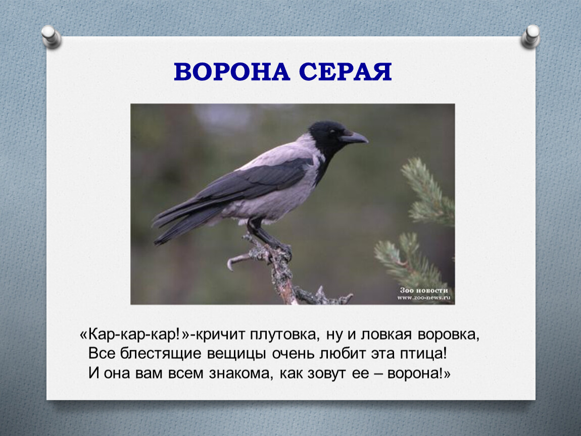 Ворона каркает составить предложение. Ворона кар кар кар. Серая ворона. Стихотворение про ворону. Серая ворона кар кар.