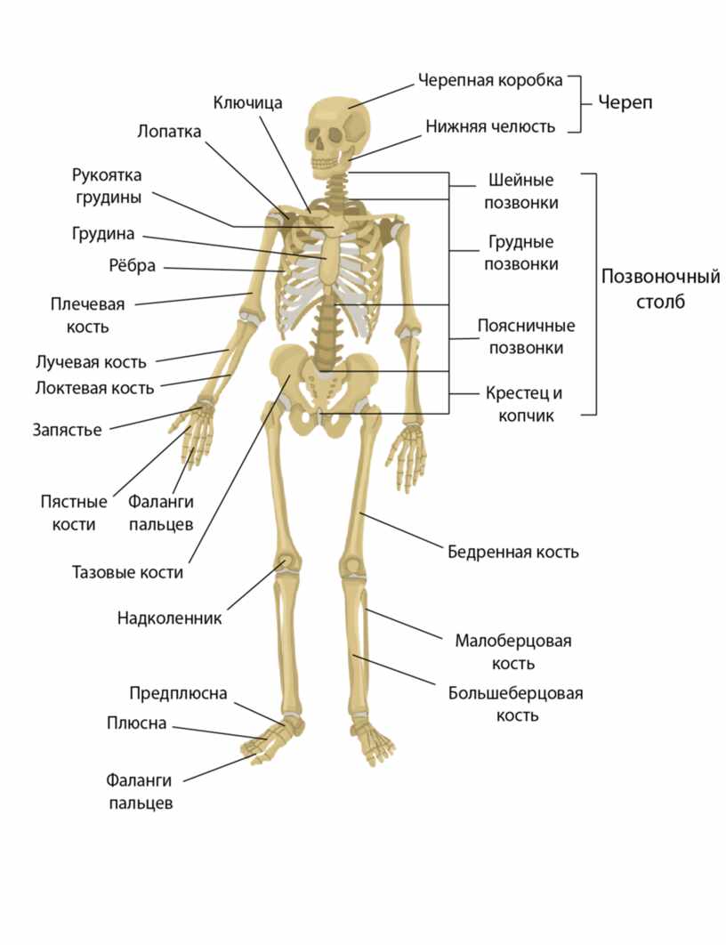 Биология опорно двигательная система человека скелет