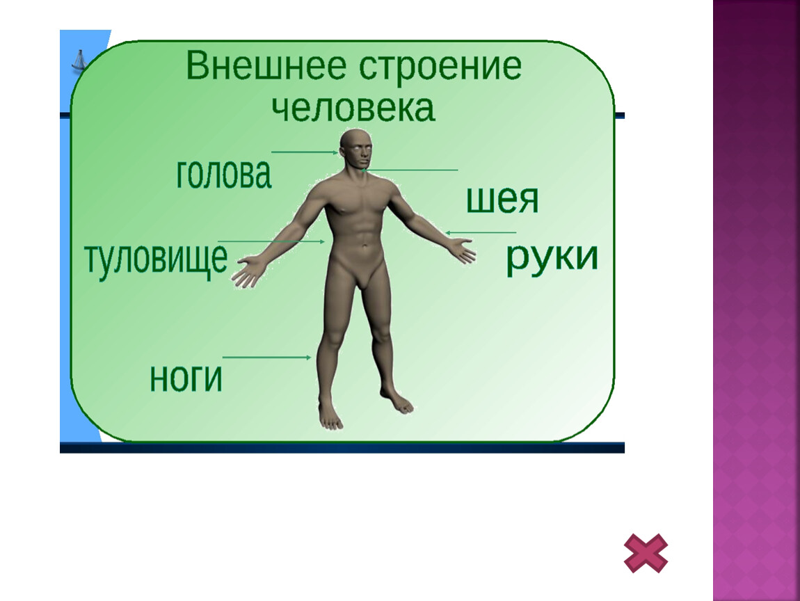 Внешнее строение человека 3. Строение тела человека. Внешнее строение тела человека. Строение человека части тела. Внешнее и внутреннее строение человека.
