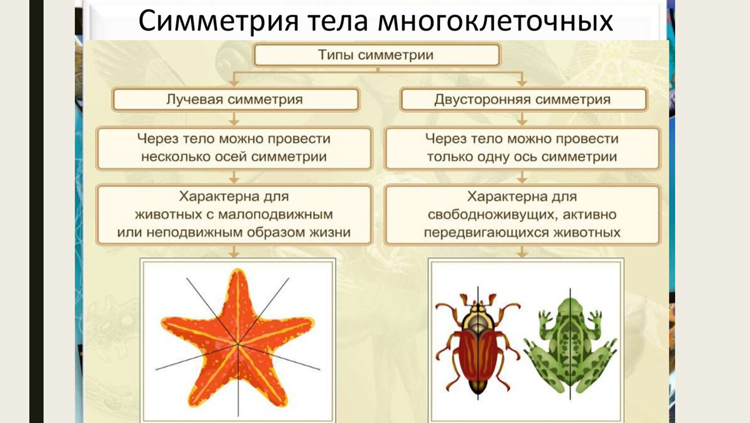 Типы симметрии у животных биология 7 класс