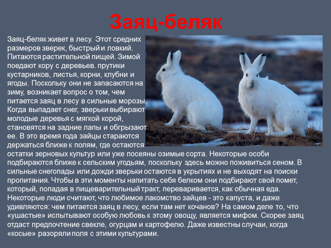 Изменение окраски зайца беляка. Генетический критерий зайца беляка. Заяц Беляк описание. Экологический критерий зайца беляка. Физиологический критерий зайца беляка.