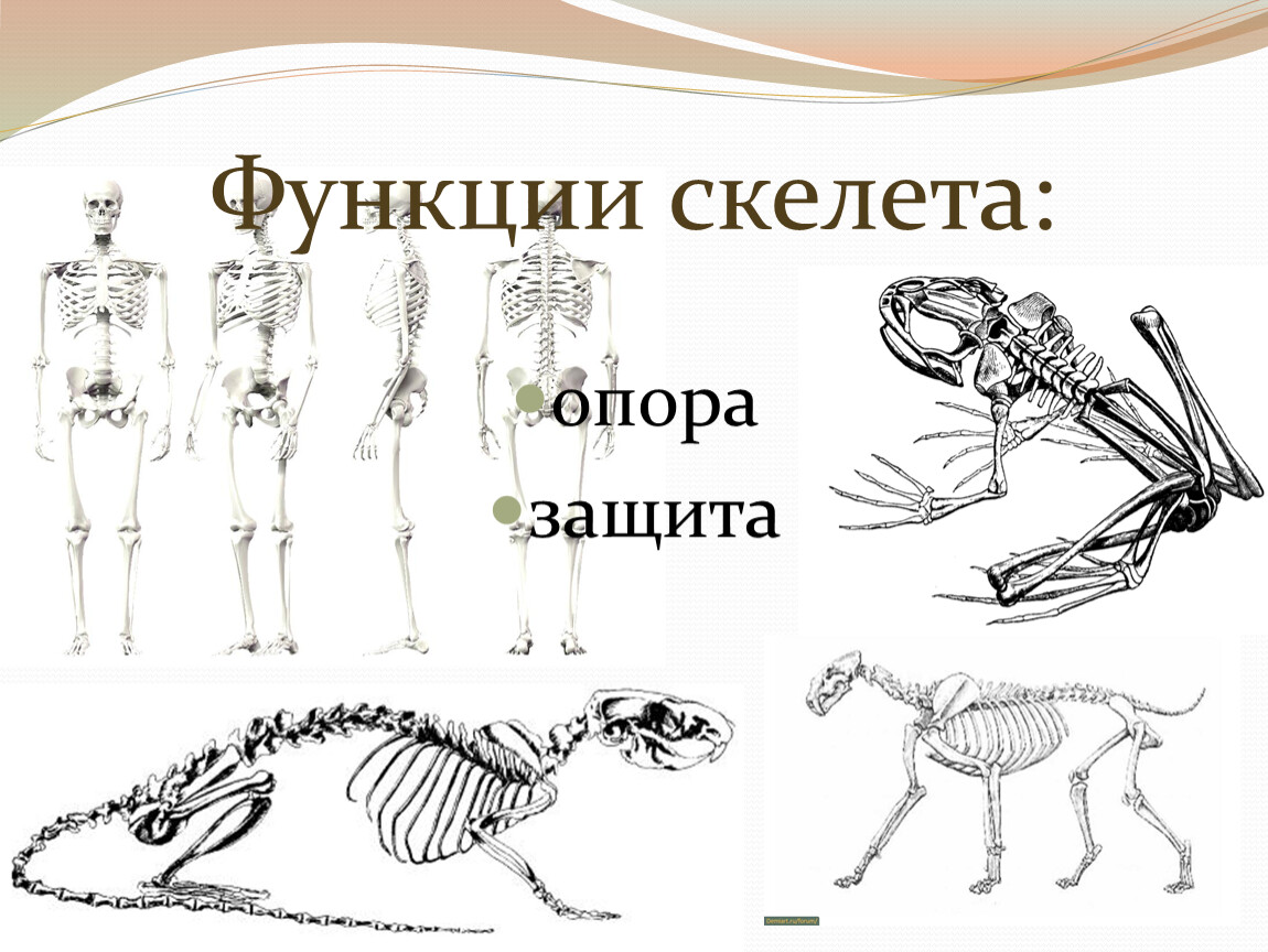 Скелет опора организма