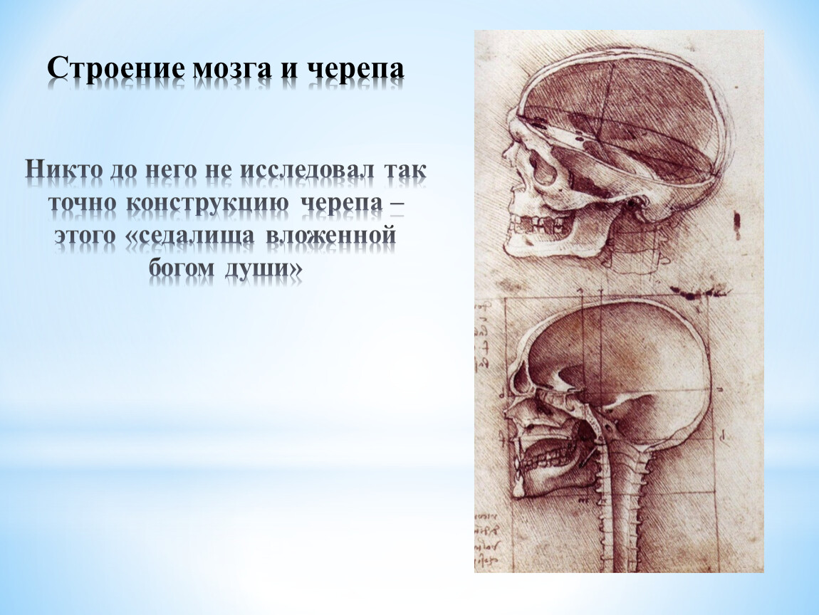 Леонардо да винчи титан. Леонардо да Винчи черепная коробка. Леонардо да Винчи череп. Леонардо да Винчи анатомия череп. Седалище души.