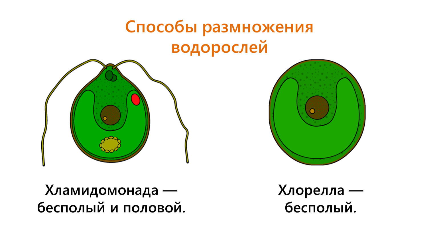 Схема строение водорослей