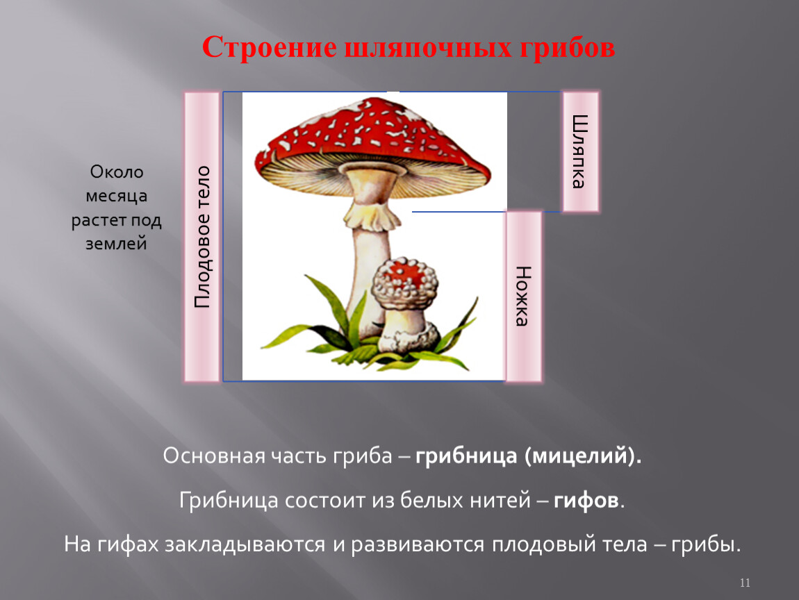 Шляпочные грибы состоят из шляпки. Строение грибницы шляпочных грибов. Проект Шляпочные грибы. Строение шляпочного гриба. Строение плодового тела шляпочного гриба.