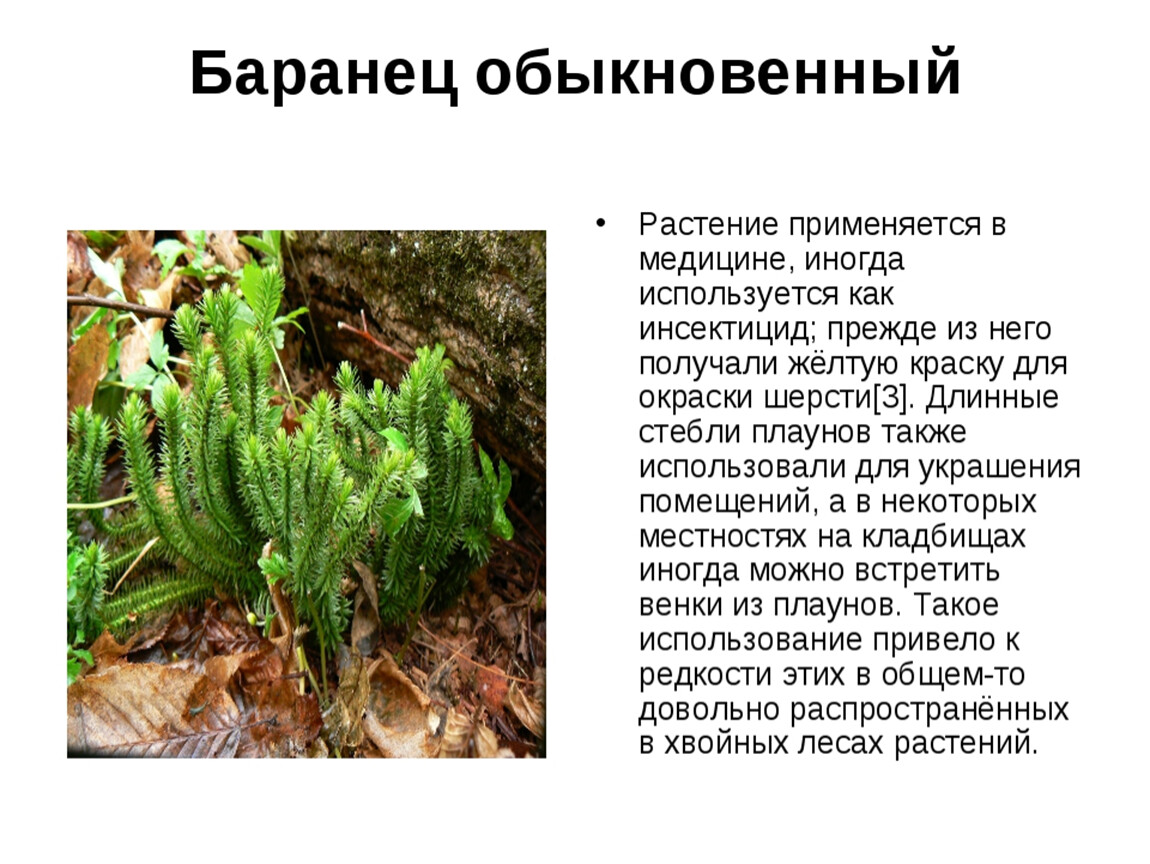 Плаун среда обитания водная. Растение Баранец обыкновенный. Плаун Баранец обыкновенный. Баранец обыкновенный среда обитания. Баранец обыкновенный (Huperzia selago).