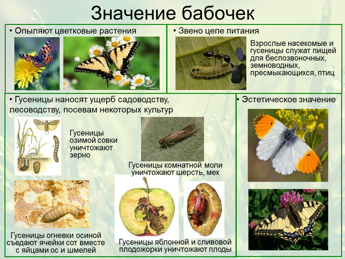 Бабочки биология 7 класс презентация