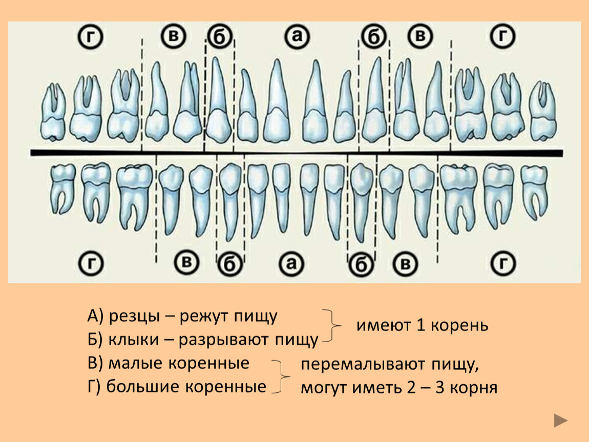 Резцы у детей схема