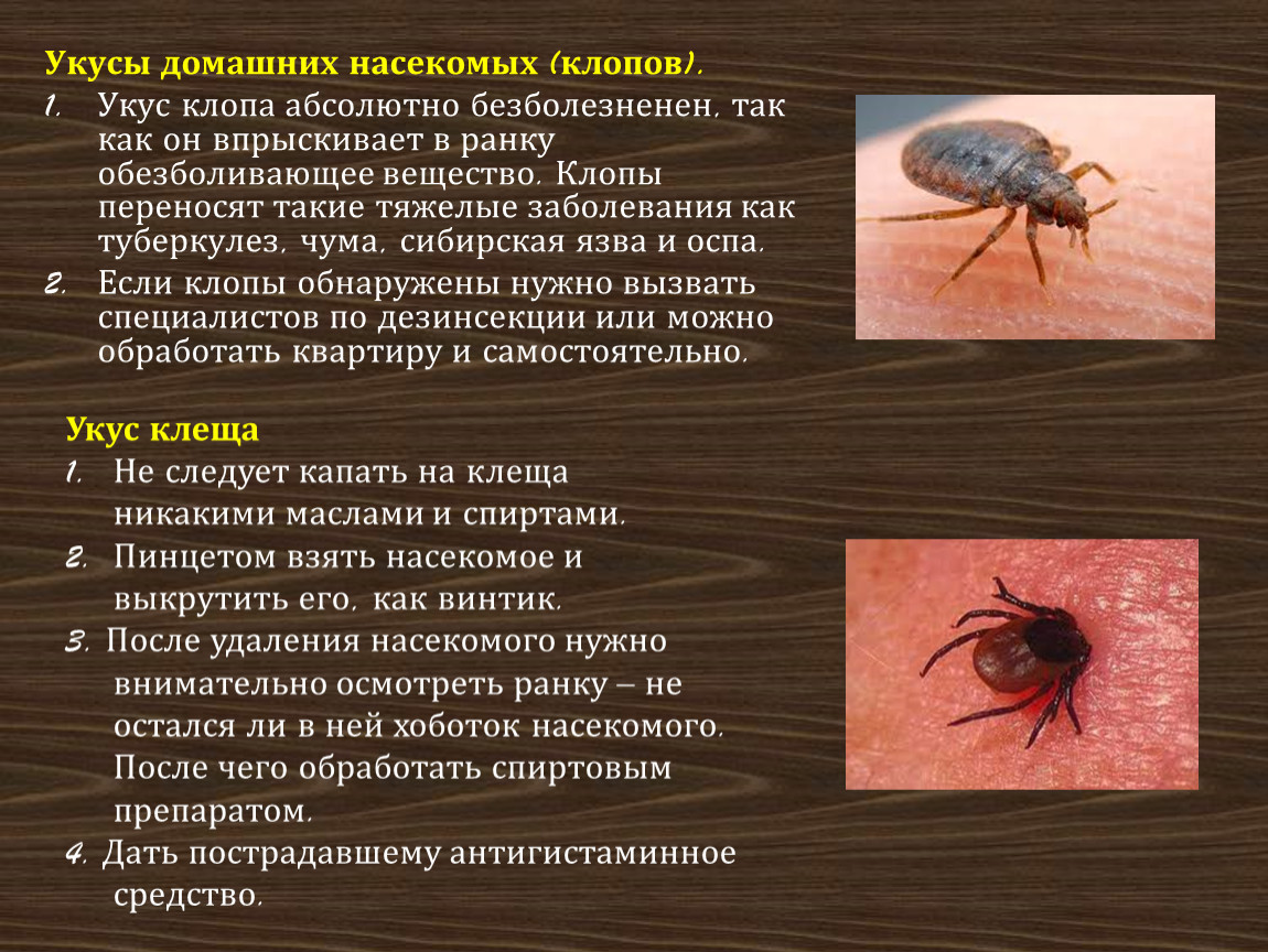 Какие инфекции передаются через укусы кровососущих насекомых. Как выглядят укусы от квартирных клопов. Укусы кровососущих насекомых. Укусы домашних насекомых.