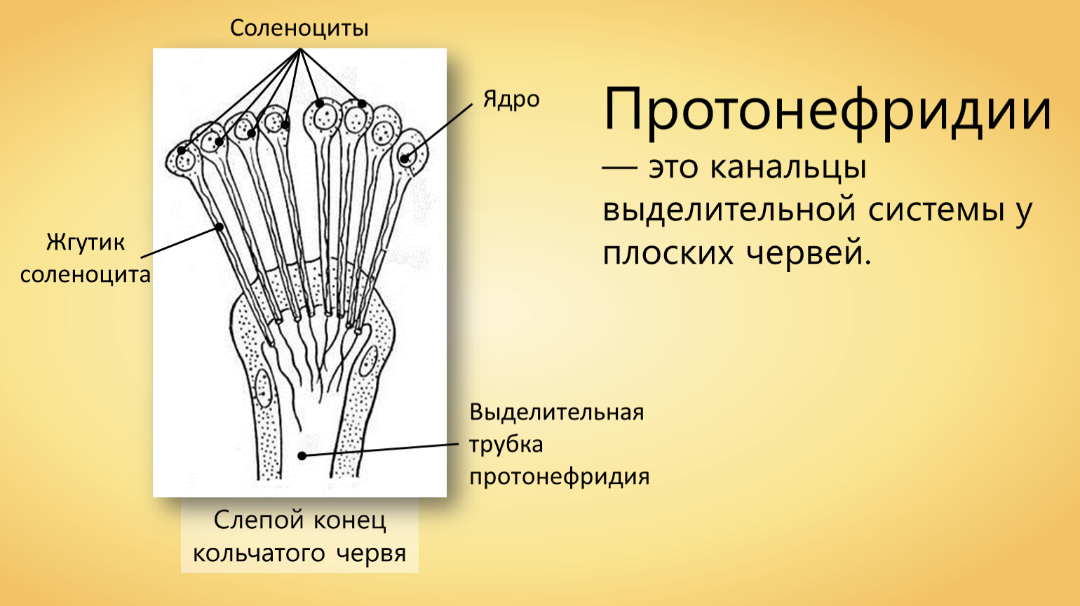 Плоские особенности строения. Выделительная система протонефридии. Кольчатые черви протонефридии. Протонефридии у кольчатых червей система органов. Протонефридии у плоских червей.