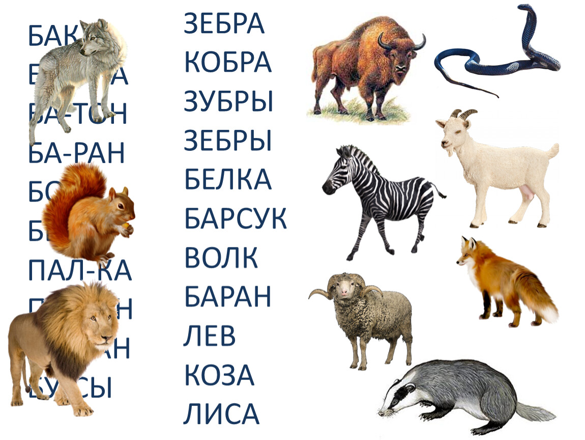 Назови животное на б. Животные на букву б. Животные на букву б для детей. Дикие животные на букву б. Лиса и баран.