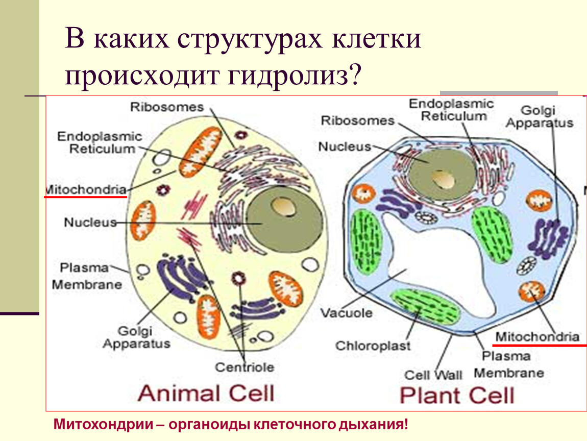 Растительная клетка обмен веществ. Строение клетки. Строение клетки метаболизм. Метаболизм органелл клетки.