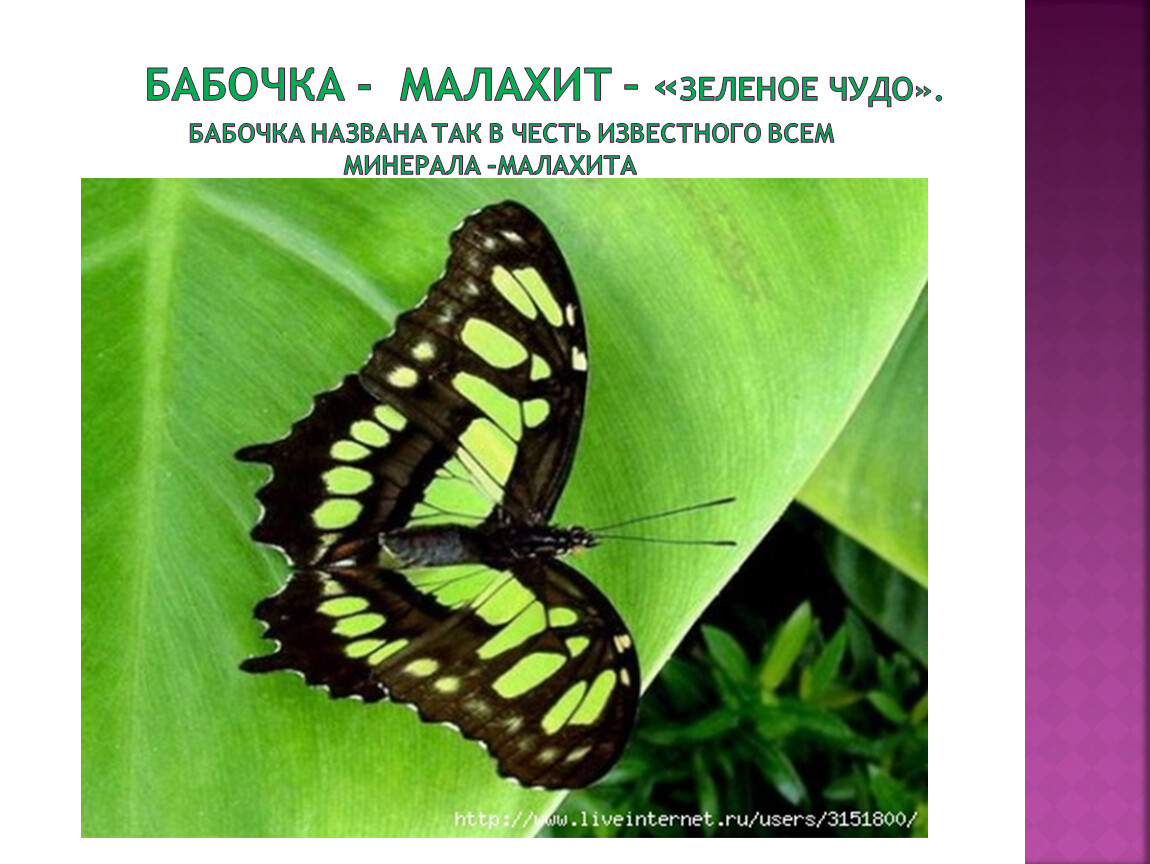 Черно зеленая бабочка. Зеленая бабочка. Салатовая бабочка название. Бабочка салатового цвета. Красивая зеленая бабочка.