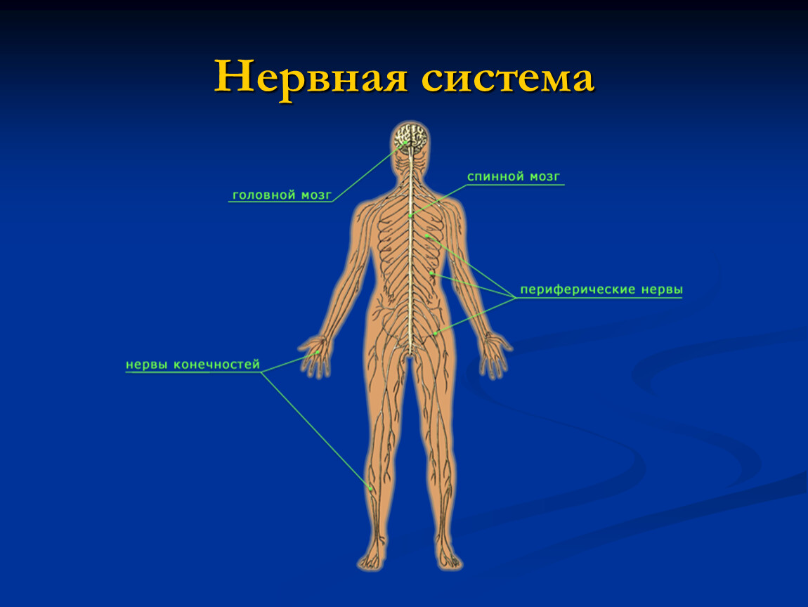 Какие органы входят в нервную систему человека