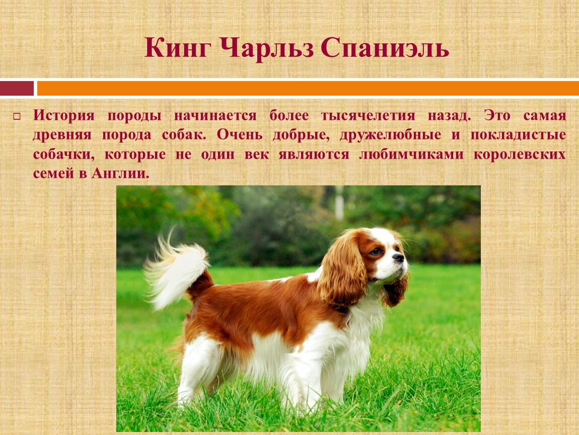 Породы собак описание и фото