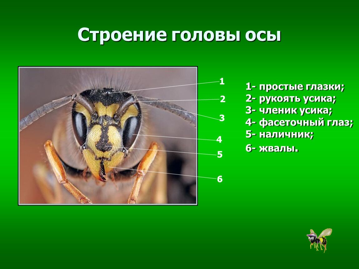 Отделы тела пчелы медоносной. Внешнее строение насекомого пчела. Строение осы. Внешнее строение осы. Строение головы осы.