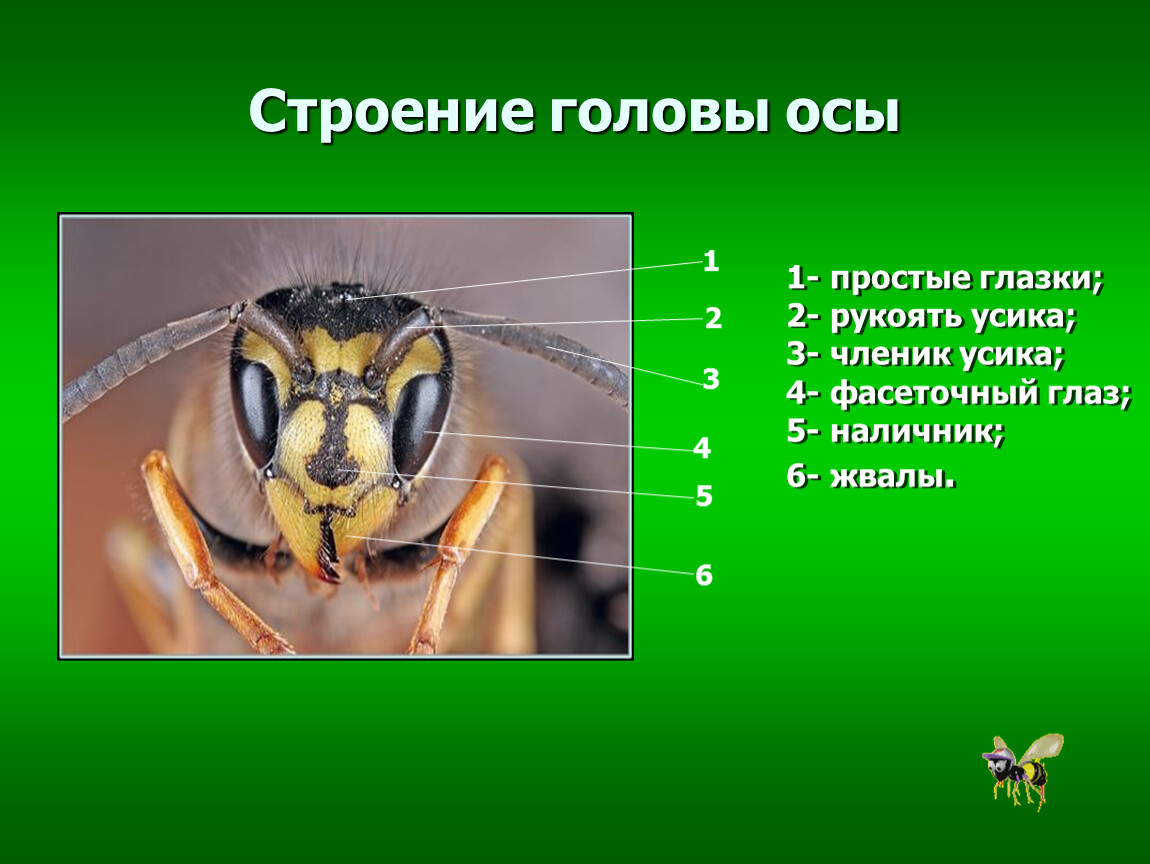 Части осы. Отряд Перепончатокрылые строение. Пчелы Перепончатокрылые строение. Строение осы. Строение головы осы.