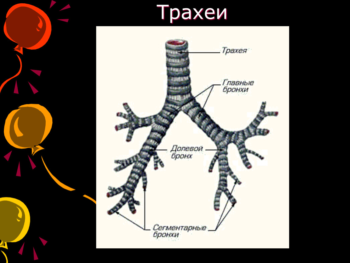 Трахея на рисунке человека