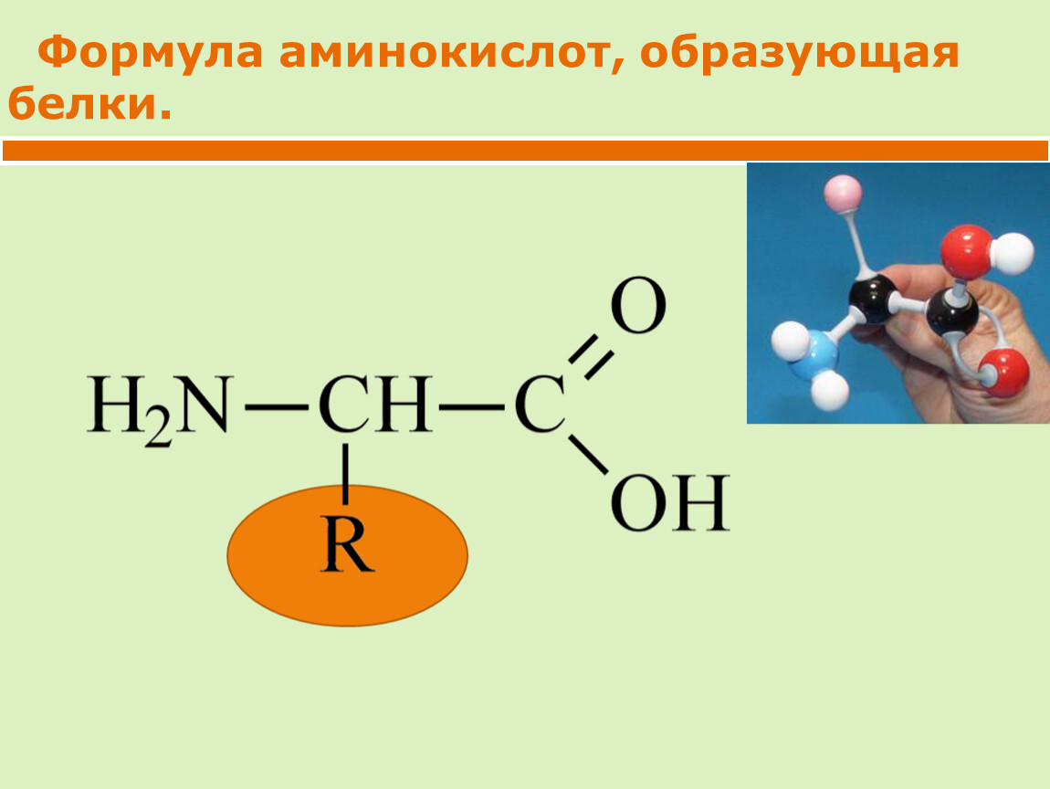 Формула образованный. Белок химия формула. Белки химия формула. Общая формула белков. Белок химия формула общая.