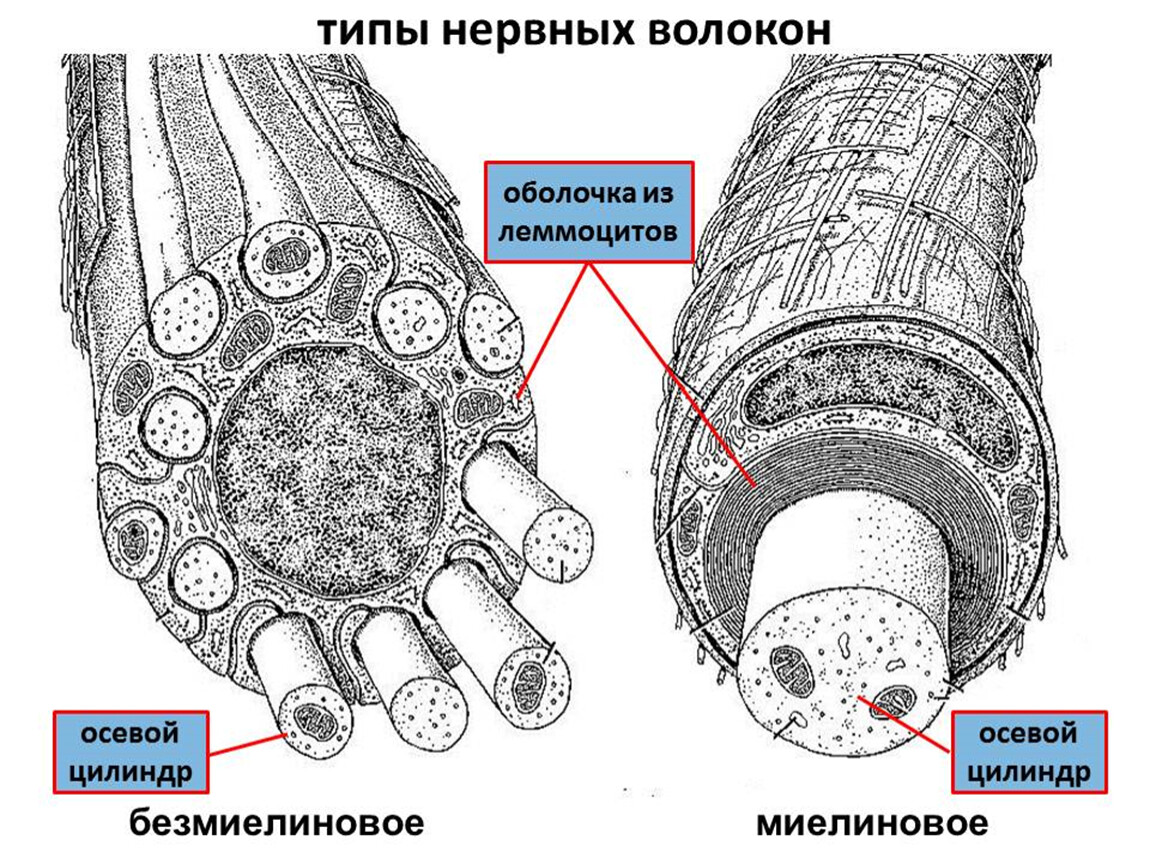 Строение нерва оболочки. Схема строения безмиелинового нервного волокна. Строение миелинового нервного волокна. Строение осевого цилиндра нервного волокна. Строение безмиелинового нервного волокна гистология.