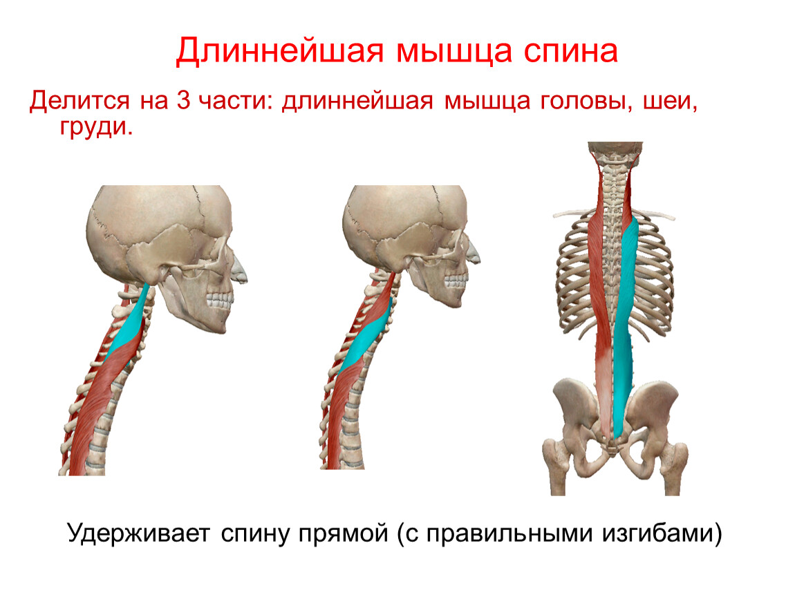 Длина мышц. Длиннейшая мышца груди шеи головы. Мышца выпрямляющая позвоночник анатомия. Длиннейшая мышца спины анатомия. Длинные мышцы спины разгибатели позвоночника.