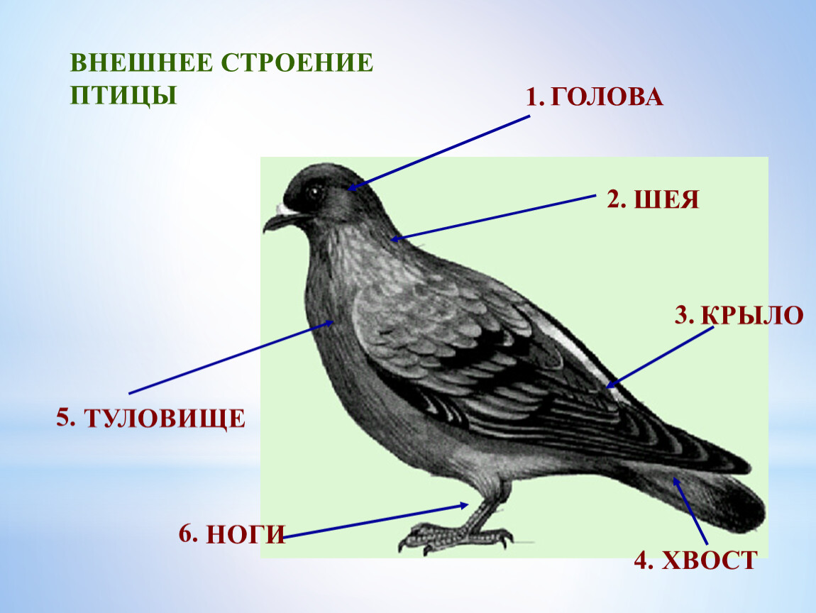 ВНЕШНЕЕ СТРОЕНИЕ ПТИЦЫ ГОЛОВА