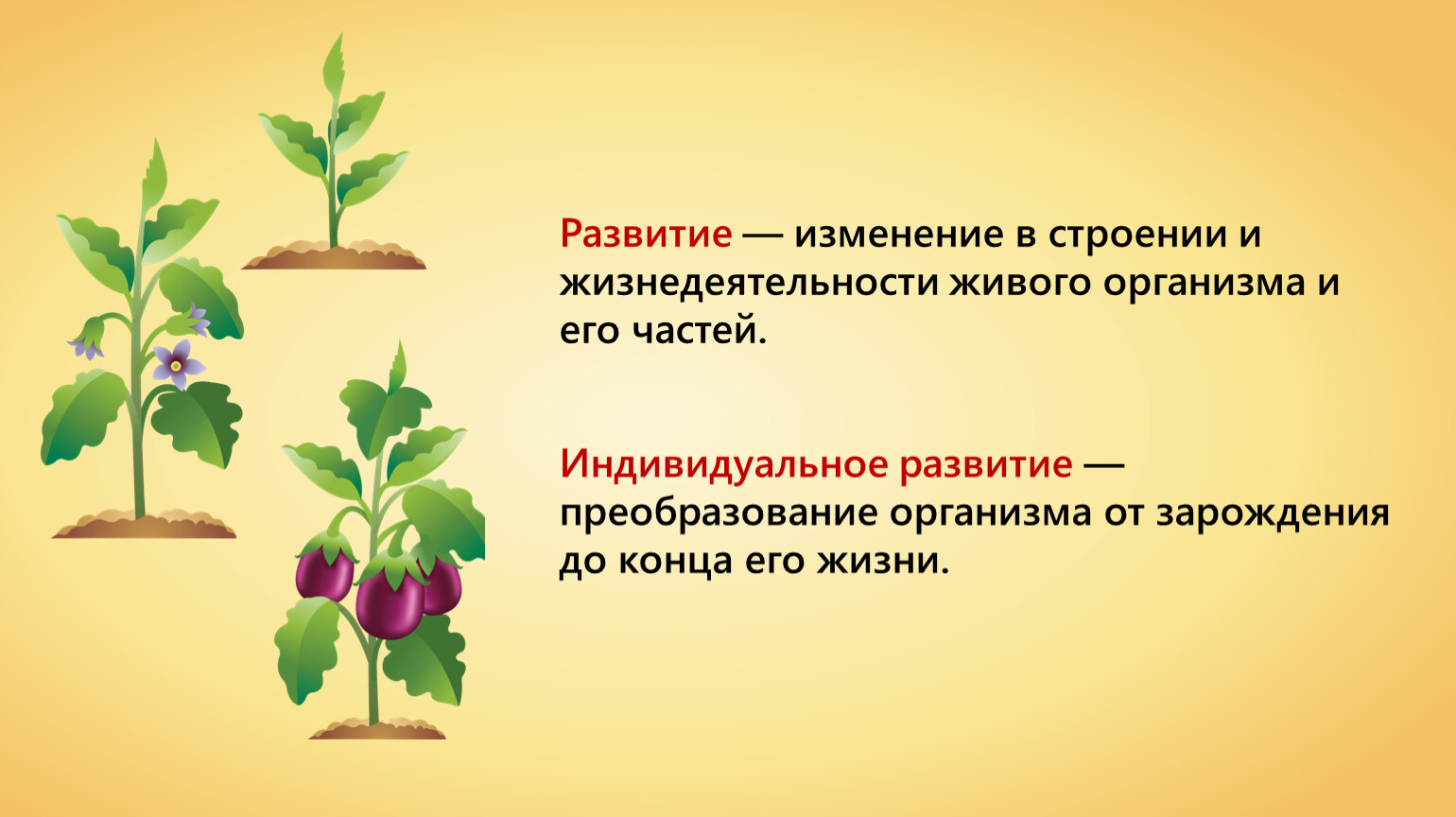 Значительные изменения организмами. Этапы индивидуального развития растений. Рост и развитие растений. Рост растений это в биологии. Развитие растений это в биологии.