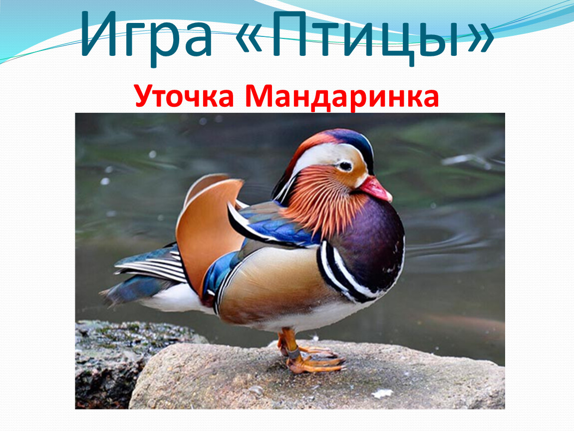 Проект утка мандаринка