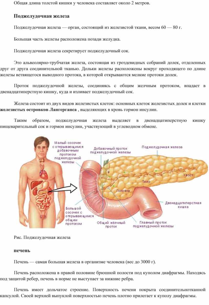 Длина толстого. Сколько метров тонкий кишечник. Сколько метров толстый кишечник. Длина тонкой кишки у взрослого человека составляет в среднем около. Длина кишечника у взрослого человека составляет 12 метров.