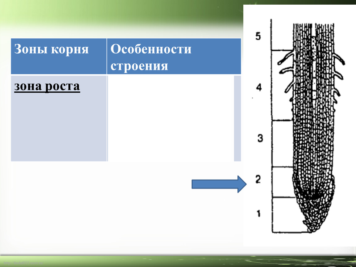 Ткани зон корня. Зоны корня. Корень особенности роста и строения. Волос и его строение. Зоны роста анатомия.