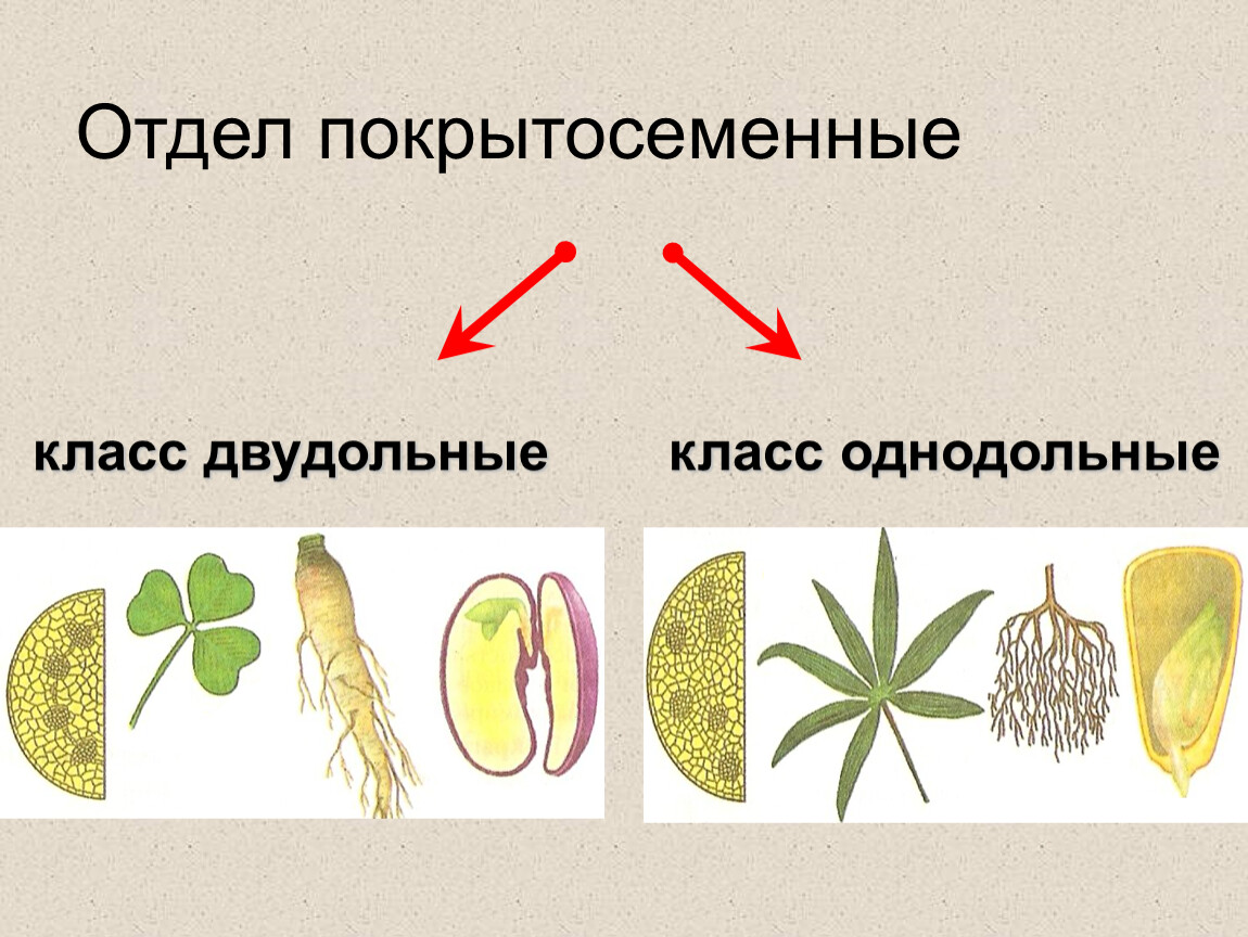 Презентация классы растений. Покрытосеменные растения Однодольные и двудольные. Отделы однодольных и двудольных растений. Отдел цветковые класс двудольные. Классы цветковых растений Однодольные и двудольные.