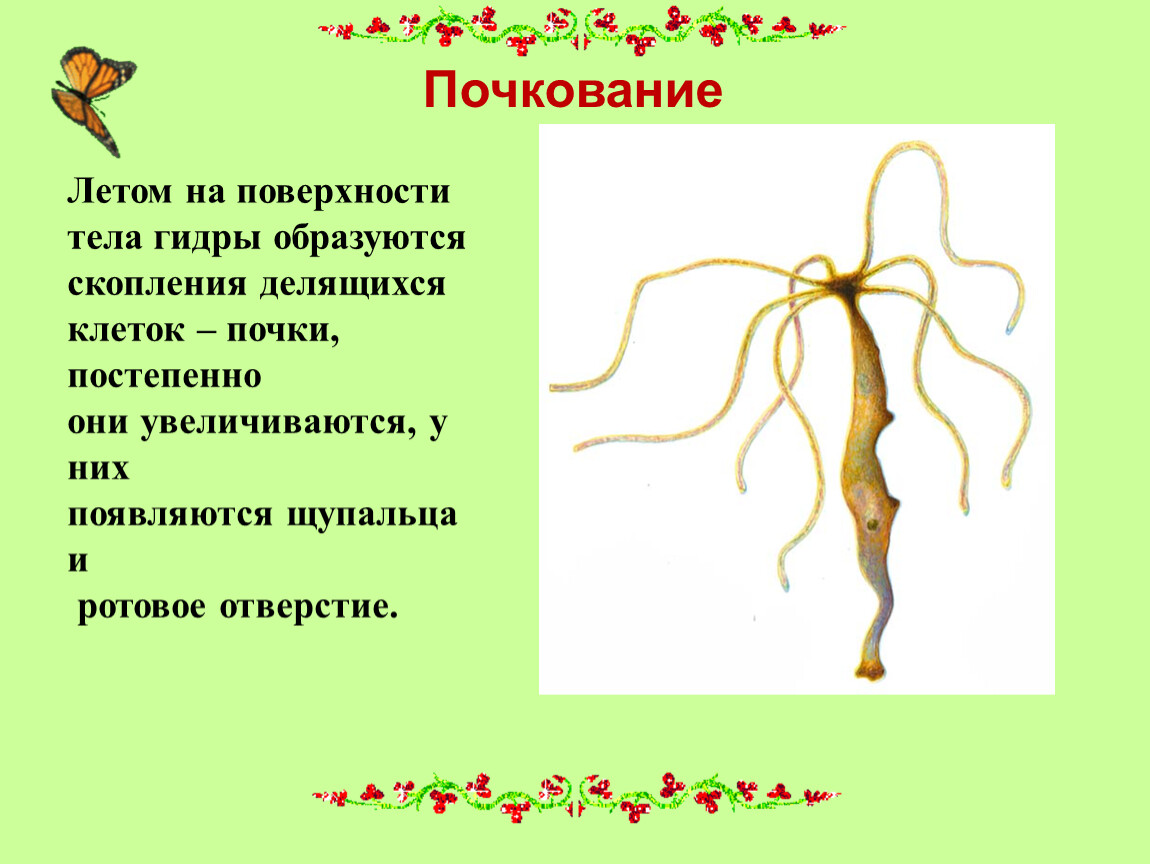 Почкование червей. Осенью при наступлении неблагоприятных условий на теле гидры. Почка на теле гидры. Весной на теле гидры образуются почки. Почкование гидры.