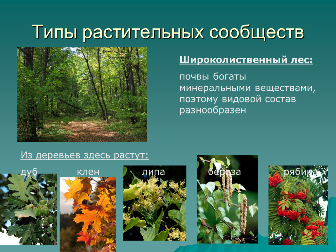 Основные растительные сообщества. Широколиственный лес растение сообщество. Широколиственный лес представители. Типы растительных сообществ. Растительные сообщества примеры.