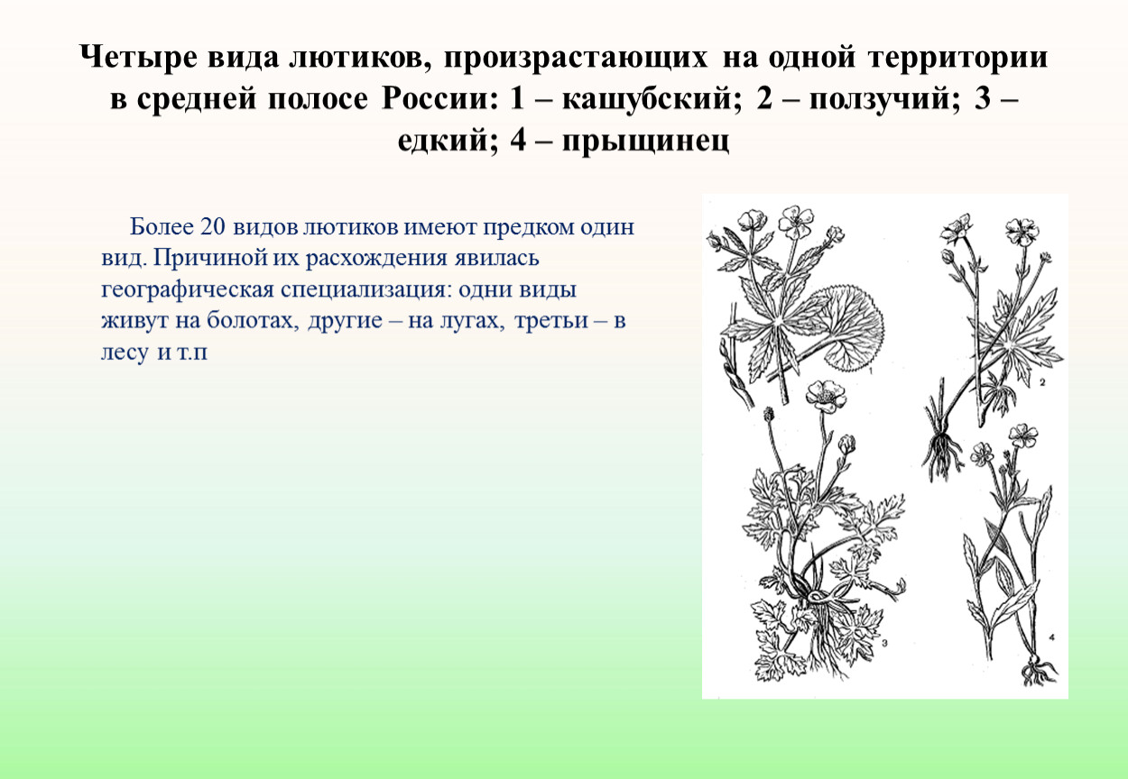 Какой тип питания характерен для лютика весеннего изображенного на рисунке 1