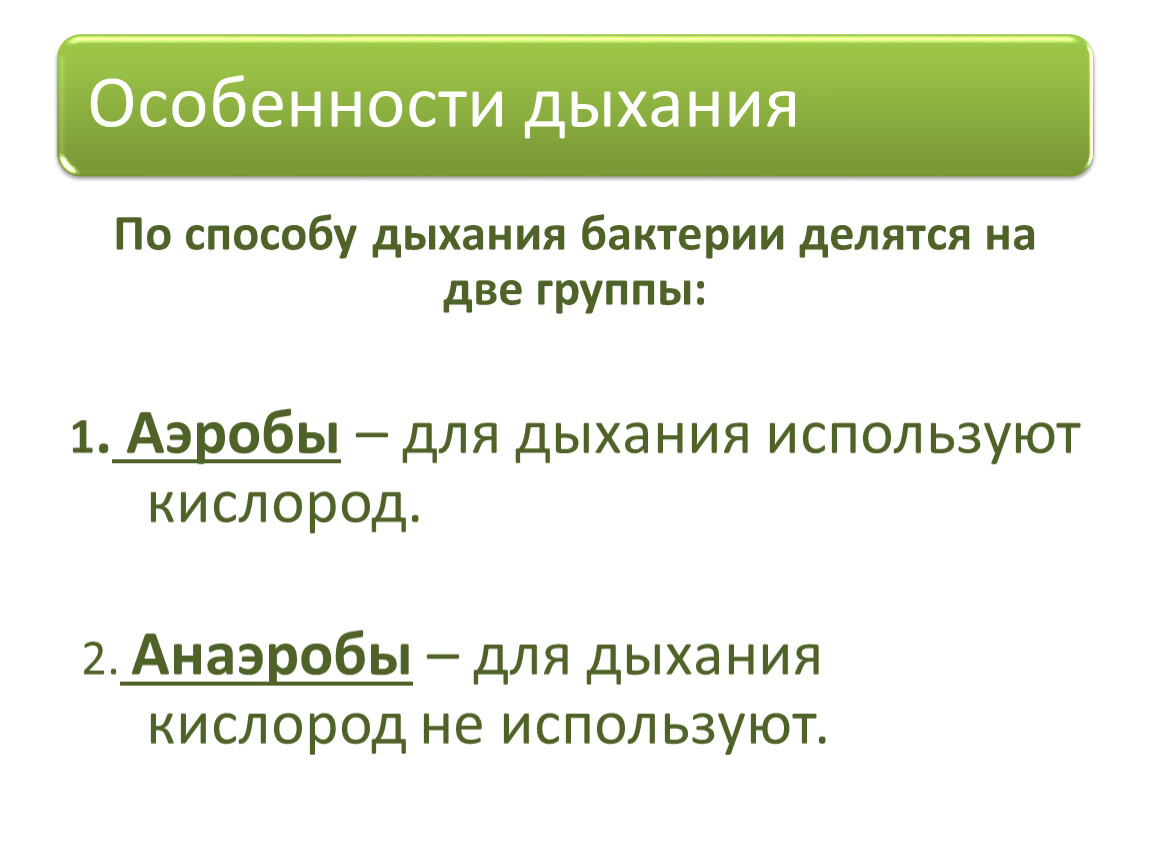 Почему большинство бактерий относят к гетеротрофам