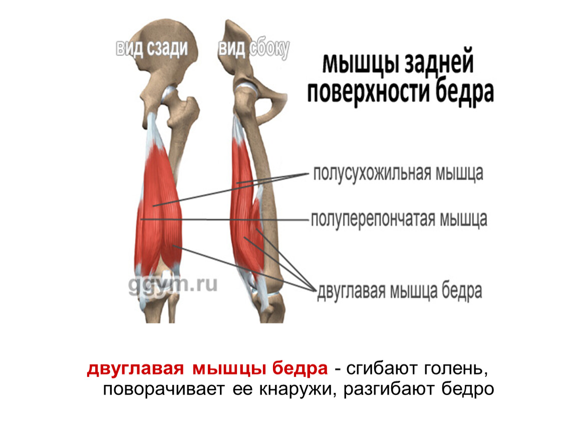 Прикрепление двуглавой мышцы бедра