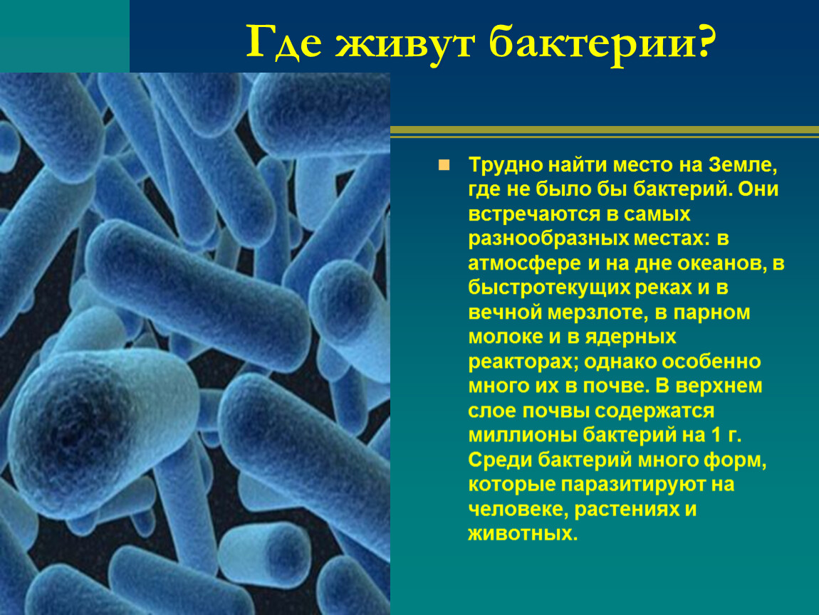 Почему бактерии считают. Презентация на тему бактерии. Презентация на тему микробы. Доклад о бактериях. Проект микроорганизмы.