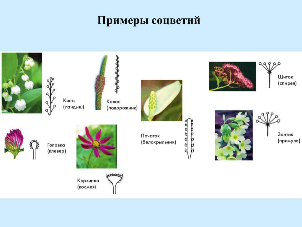 Примеры простых цветков